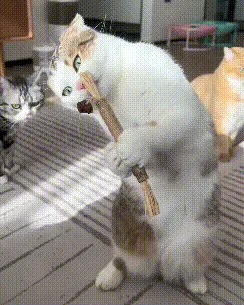 Safe cat toy