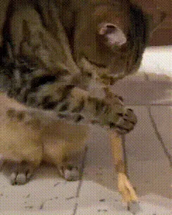 Kitten playing with toy