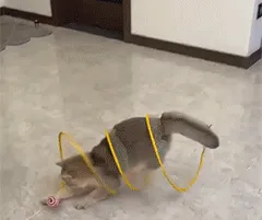 Cat playing with spiral tunnel toy