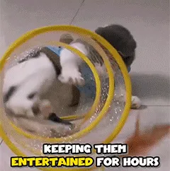 Cat playing with spiral tunnel toy